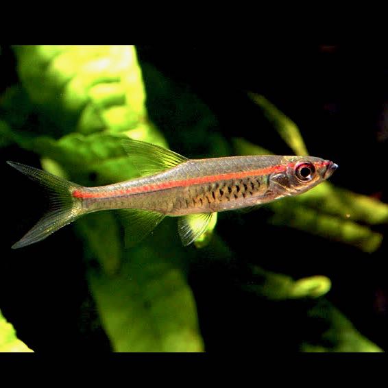 Rasb.pauciperforata Vuurstreeprasbora M